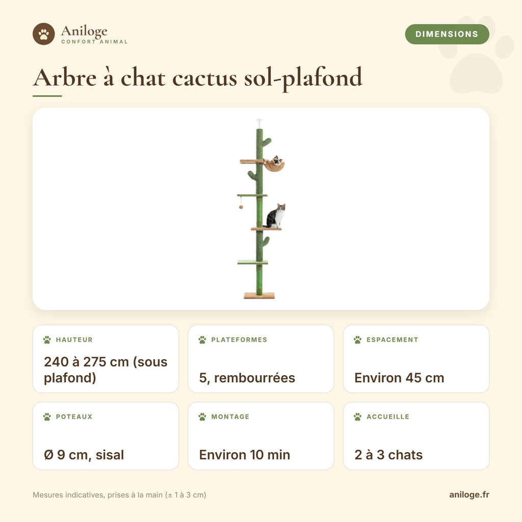Dimensions de l’arbre à chat cactus sol-plafond