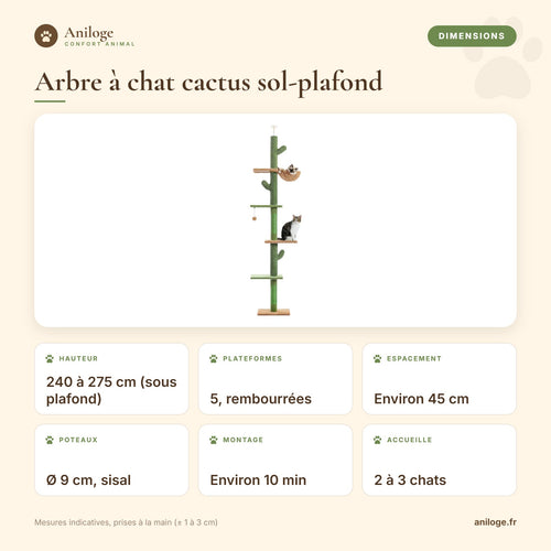 Dimensions de l’arbre à chat cactus sol-plafond